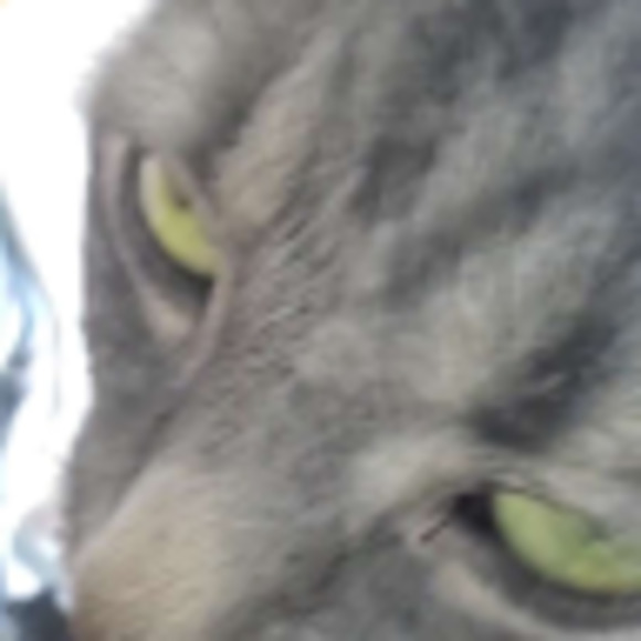 Meet your Posher, Cow - Picture 1 of 1